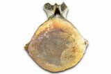 Fossil Whale Caudal Vertebra - Yorktown Formation #362068-2